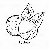 Litchi Lychee Illustrate Litchis Fruits Daybreak Keiki sketch template