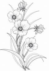 Transparent Drawing Flower Flowers Clipart Colouring Daffodil Drawings Deviantart Tumblr Roula33 Clip Line Sketch Google 보드 선택 Webstockreview Library sketch template