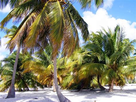palm beach  image