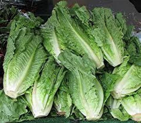 lettuce lobjoits green    veg seeds viridis hortus