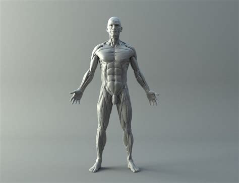 Ecorche Human Anatomy Model 3d Model Print Models Prints 3d