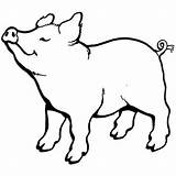 Porco Animale Colorat Desene Cheiro Sentindo Domestice Pigs Tudodesenhos sketch template