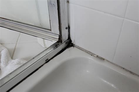 schimmel von duschabdichtungen entfernen alles ueber schimmel