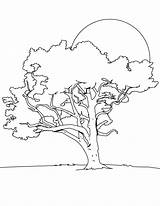 Oak Tree Coloring Getcolorings sketch template