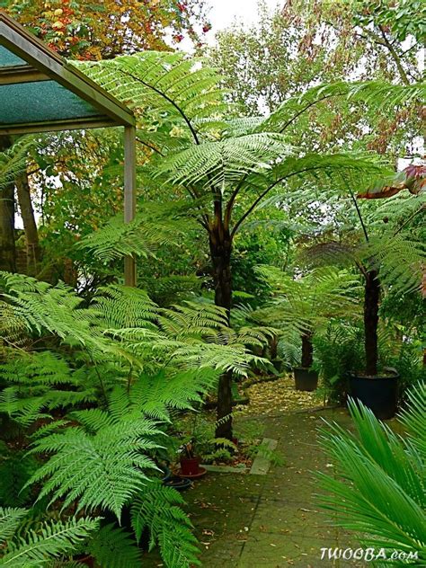 view topic tree ferns   years piante da ombra da giardino
