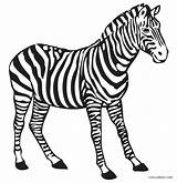 Malvorlage Tiere Zebras Malvorlagen Malen Stripes Cool2bkids Zeichnung Afrika sketch template