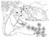 Badger Coloring Pages Results sketch template
