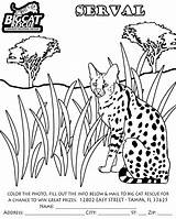 Serval Coloring Savannah Designlooter Siberian Bobcat Lynx sketch template