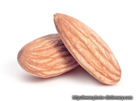 almond photopicture definition  photo dictionary almond word
