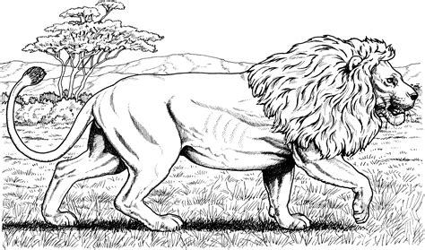 lion coloring pages  adults  lion coloring pages fun