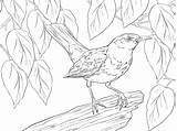 Coloring Thrush Pages Sheet Blackbird Template Coloringtop sketch template