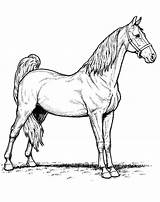 Coloring Morgan Horse Pages Getcolorings Caba Ani sketch template