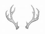 Antlers Drawing Draw Step Reindeer Deer Antler Drawings Horns Easy Sketch Tattoo Animal Tutsplus Graphite Ink Nature Ll Skull Animals sketch template