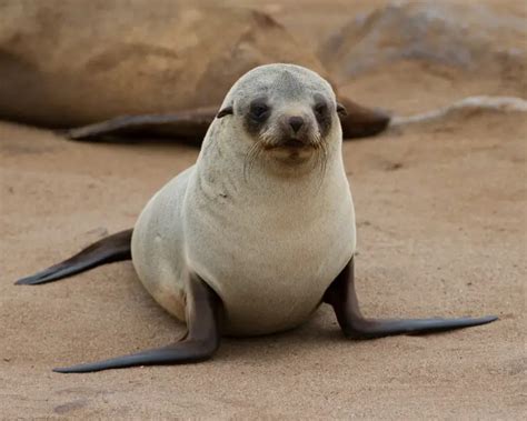 brown fur seal facts diet habitat pictures  animaliabio