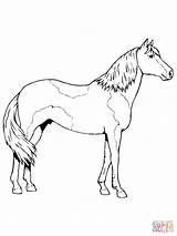Horse Coloring Pages Color Paint Paso Fino Pinto Horses Sheet Kids Print Printable Clydesdale Colorings Supercoloring Activity Template sketch template