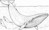 Whale Blue Coloring Pages Printable Humpback Supercoloring Whales sketch template
