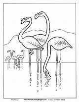Flamingo Flamingos Colouring Kleurplaat Ausmalbild Desenho Baixar Educationalcoloringpages Sheet Aves Tudodesenhos Getdrawings Downloaden Colouringpages sketch template