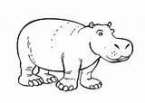 Hippo Coloring Hippopotamus Pages Drawing Line Outline Printable Getdrawings Kids sketch template