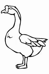 Goose Coloring Pages Awesome Canada Netart Drawing Colouring Color Template Birds Clipartmag sketch template