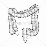 Intestine Drawing Large Intestines Getdrawings Paintingvalley Vector sketch template