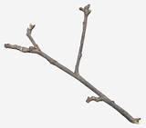 Twig Twigs Clipartkey Similars Diagonal sketch template