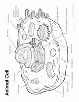 Coloring Cell Animal Photosynthesis Worksheet Printable Getcolorings Diagram Worksheets sketch template