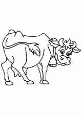 Vache Ferme Naming Words Coloring Cbse Hugolescargot Cow Partager sketch template
