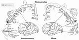 Cortex Homonculus Sensory Motor Homunculus Brain Cortical Anatomy Cerebral Primary Body Read Somatosensory Functions Function sketch template