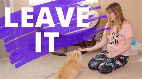 leave  cue  dogs beginner dog training series youtube