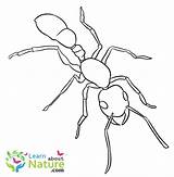 Ant sketch template