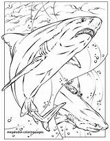 Shark Coloring Pages Megalodon Printable Color Basking Print Animals Kids Adult Realistic Sheet Colouring Great Adults Nurse Bruce Sheets Animal sketch template