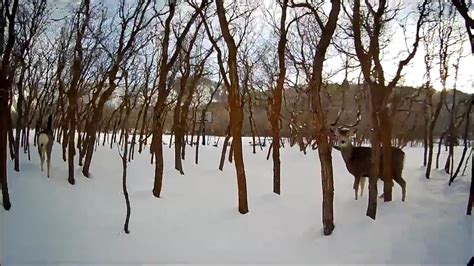 drone deer hunt youtube