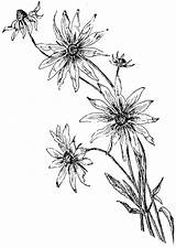 Daisy Drawing Flower Line Drawings Ref Coloring Pages Getdrawings Beautiful Di Margherita Disegno Una Sketches Paintingvalley sketch template