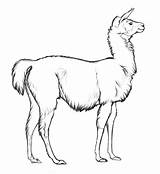 Llama Coloring Pages Argentina Color Animals Getcolorings Getdrawings Flag Templates Animal Results Colorings sketch template