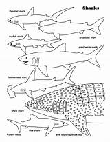 Shark Coloring Pages Whale Sharks Printable Great Tiger Basking Lavagirl Print Color Colouring Sharkboy Getcolorings Getdrawings Printing Octonauts Exploringnature Colorings sketch template