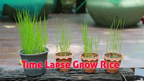 time lapse   grow rice youtube