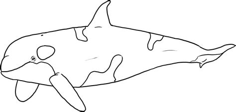 printable killer whale coloring pages  kids animal place