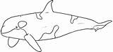 Mewarnai Orca Paus Ikan Orque Laut Hewan Hiu Putih Hitam Sketsa Epaulard Baleine Gambarcoloring Animalplace Lengkap Orcas Whales Shark Kartun sketch template