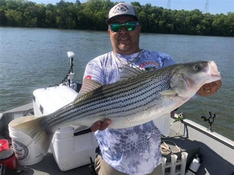 How Big Do Striped Bass Get Average And Maximum Sizes Strike And Catch