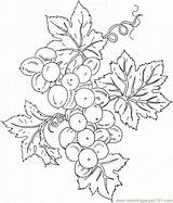 Coloring Grape Grapes Pages Printable Patterns Supercoloring Embroidery Colouring Para Fruits Painting Color Bible Drawing Crafts Vines Sheets Svg Food sketch template