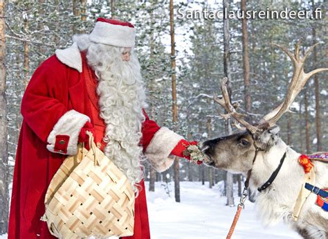 Photo Santa Claus Feeding Reindeer Lichen In Santa Claus Village In