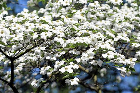 american white flowering dogwood small tree cornus florida seeds