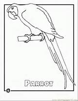 Coloring Pages Animals Forest Rainforest Birds Parrots Comments sketch template