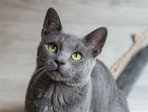10 Fun Quirky Characteristics Of Burmese Cats Wag