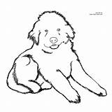 Coloring Pages Dog Newfoundland Puppy Printable Fluffy Dogs Color Clipart Cliparts Drawing Kids Easy Puppies Cute Newfie Christmas Library Click sketch template