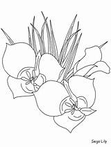 Coloring Pages Flowers Lily Sego Realistic Plants Easily Print Advertisement Coloringpagebook sketch template