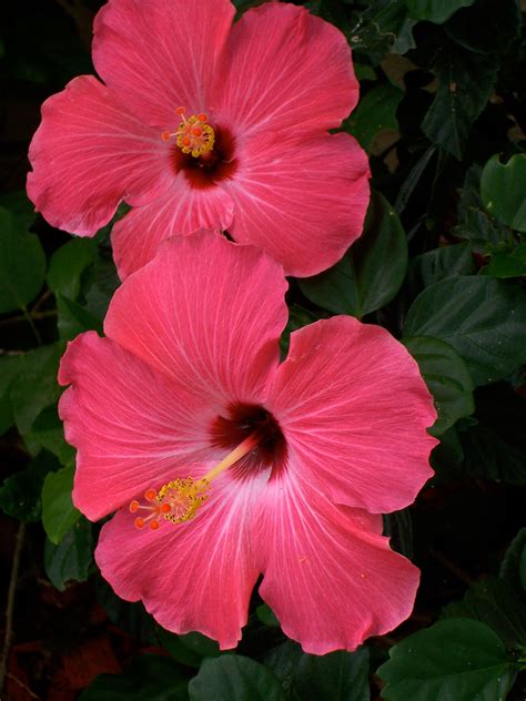 pink hibiscus flowers  stock photo public domain pictures