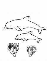 Coral Reef Coloring Dolphins Drawing Dolphin Sea Getdrawings Step Kids sketch template