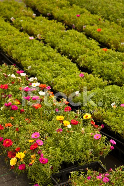 plant nursery stock photo royalty  freeimages