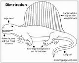 Dimetrodon Pages Coloring Anatomy Online Color Printable Dinosaurs Coloringpagesonly sketch template